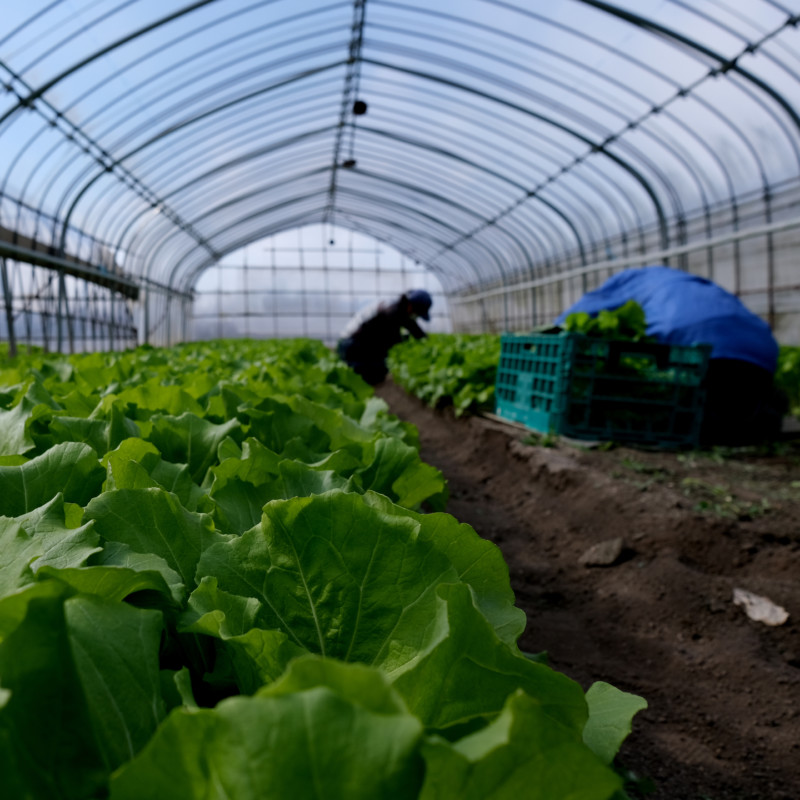 滋賀県・農業「横江ファーム」イメージ02