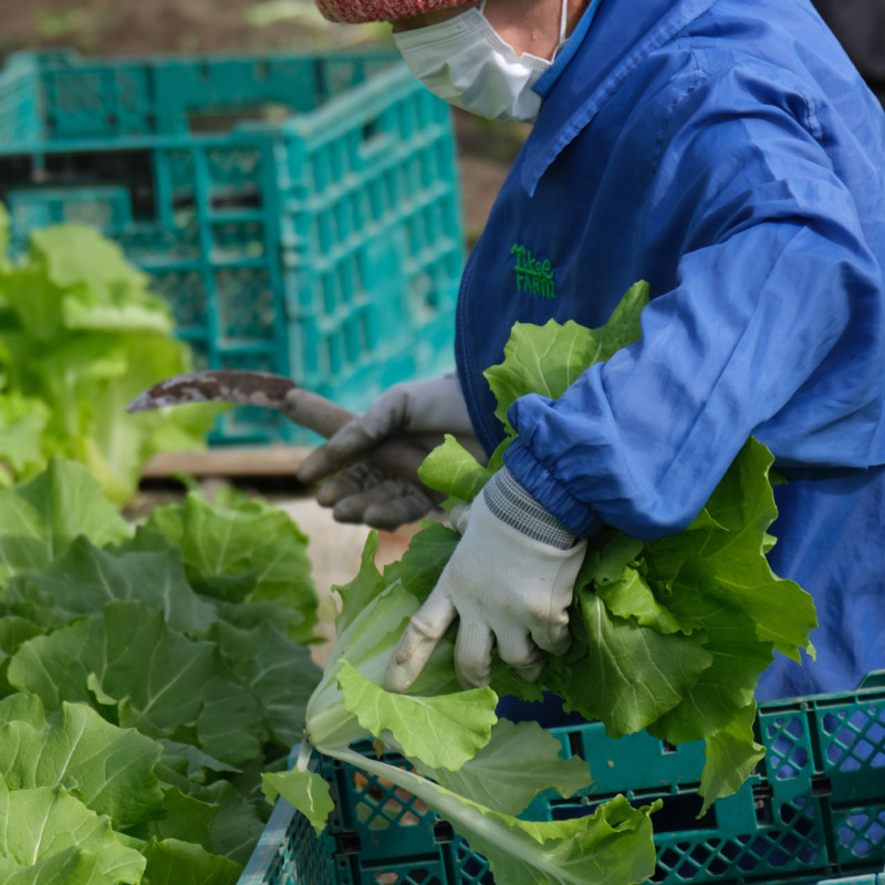 滋賀県・農業「横江ファーム」イメージ01